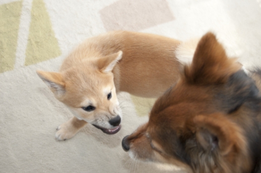 desventajas de un negocio pet friendly acepte mascotas